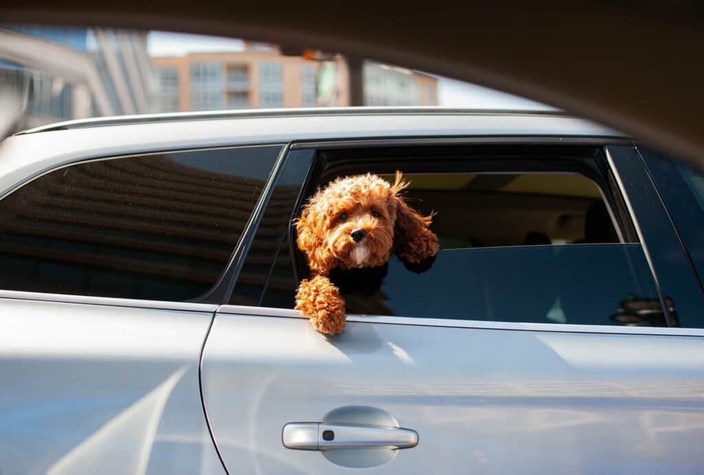 Dog with head out car window