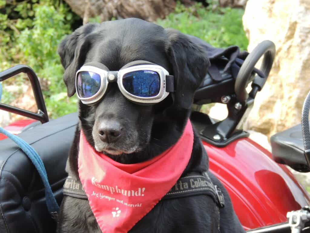 dog in motorcycle sidecar
