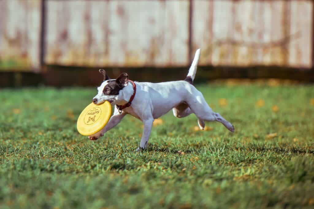 Running dog fetching frisbee