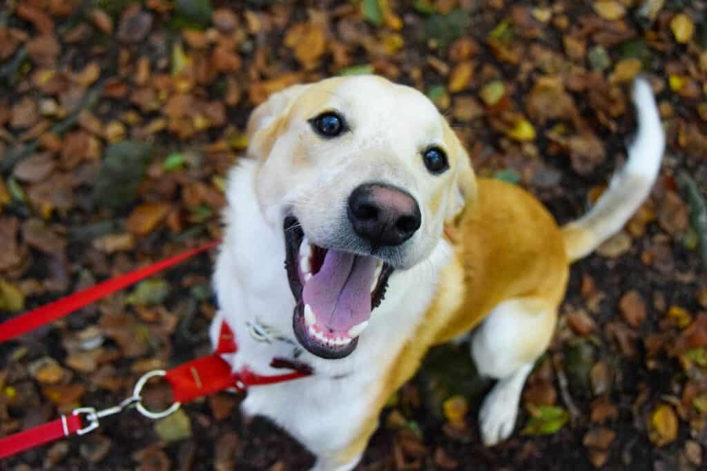 Happy dog looking up