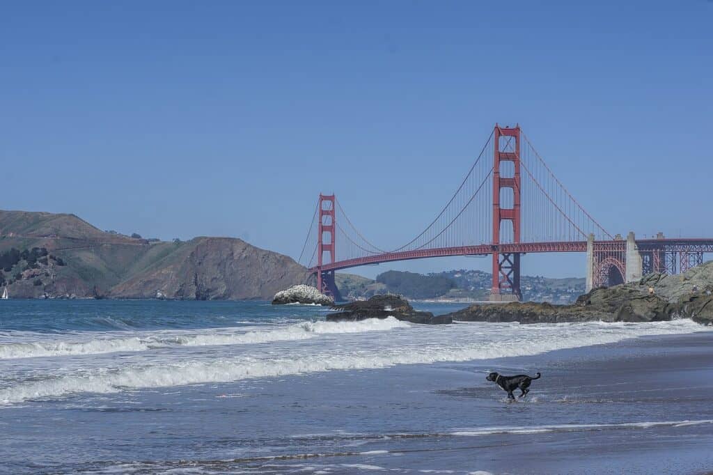 Dog running on beach with golden gate bridge in background