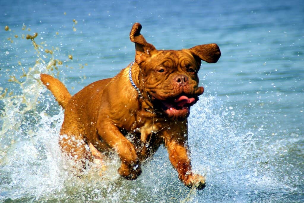 Dog running in river