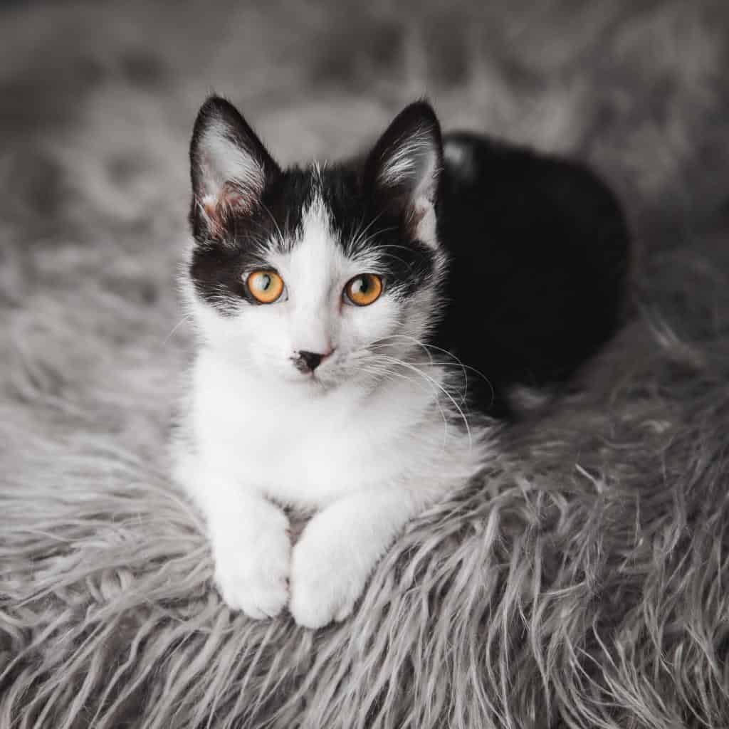 Alaska Car Donation Helping Rescue Animals Animal Car Donation