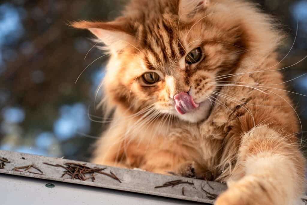 Orange cat licking lips