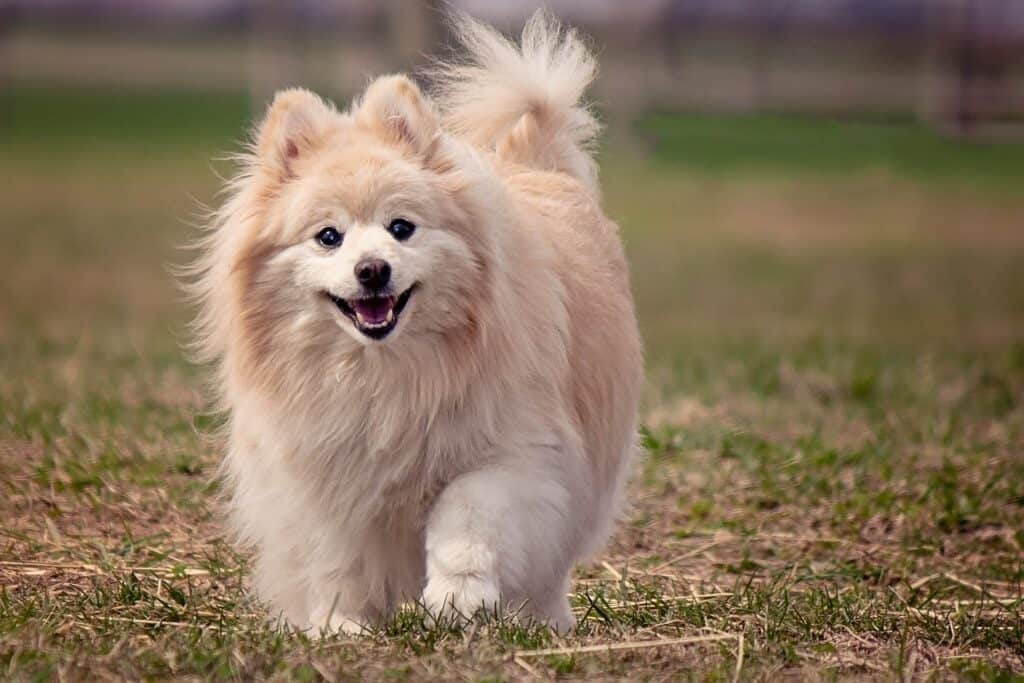 Dog running outside