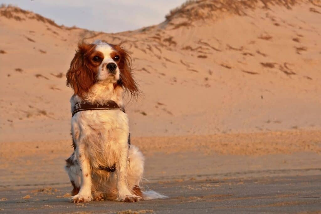 Dog in Arizona desert