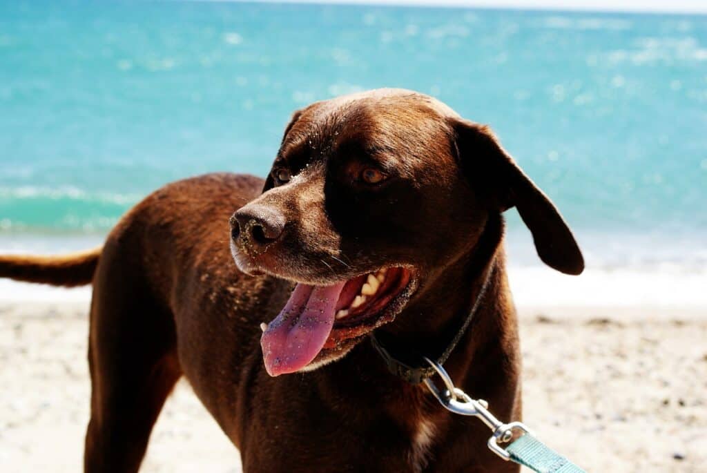 Brown happy dog on beach
