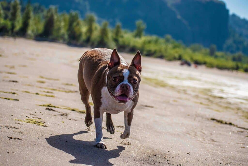 dog running on beach