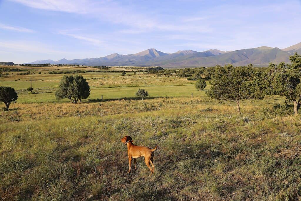 Dog outside in Colorado