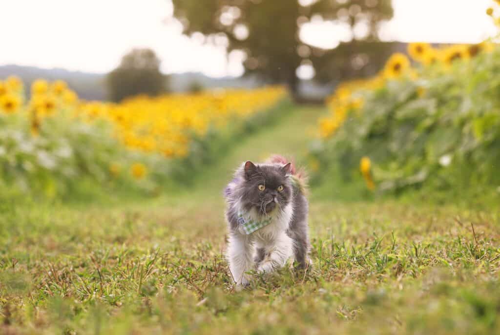 Cat walking on sunflower farm. 