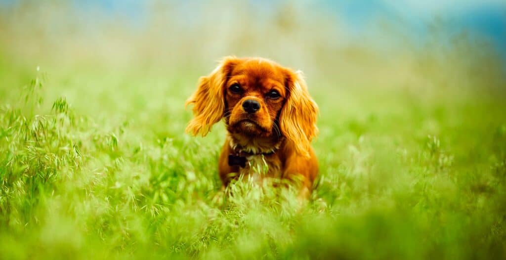 Puppy in the country