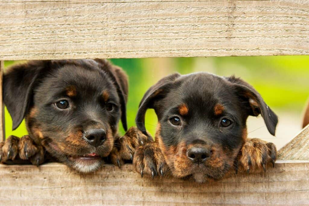 Two rotweiller puppies looking through a fence