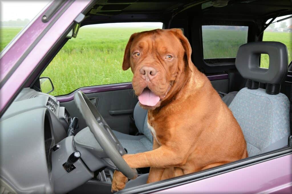 Dog in driver's seat of car