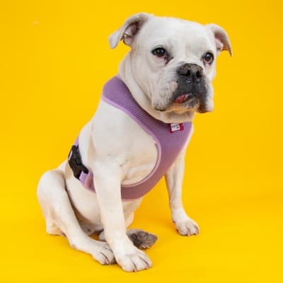 Bulldog with yellow background