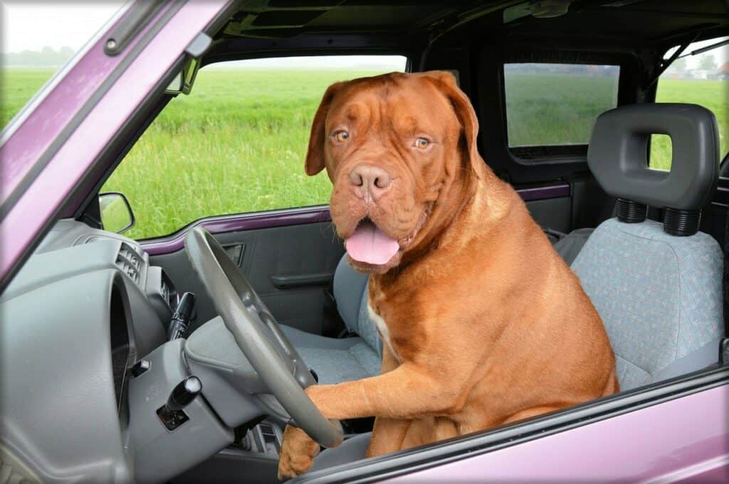 Happy dog in driver seat of car