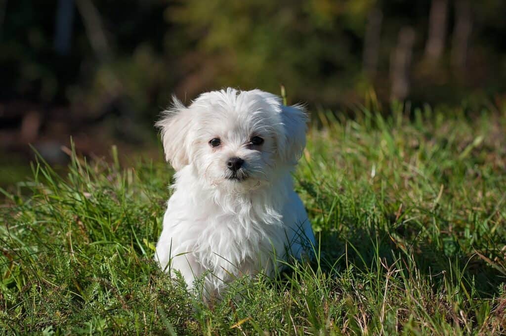 white dog sitting in field