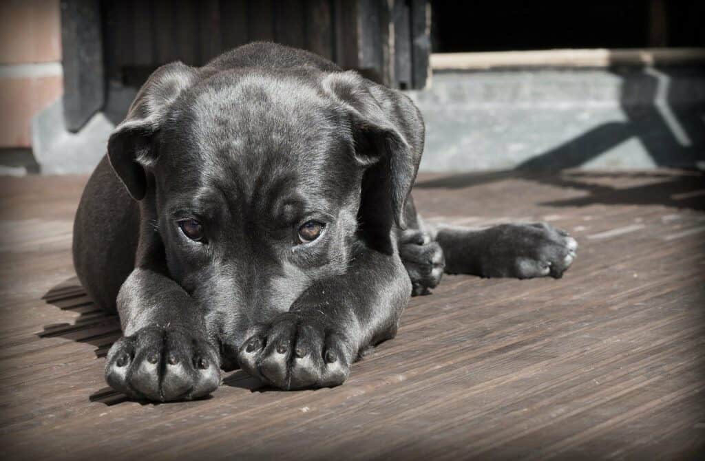 Black lab dog laying on deck