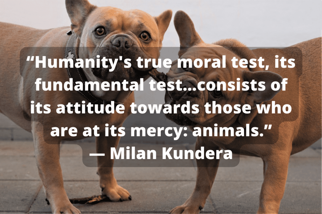 Milan Kundera quote with 2 puppies in background