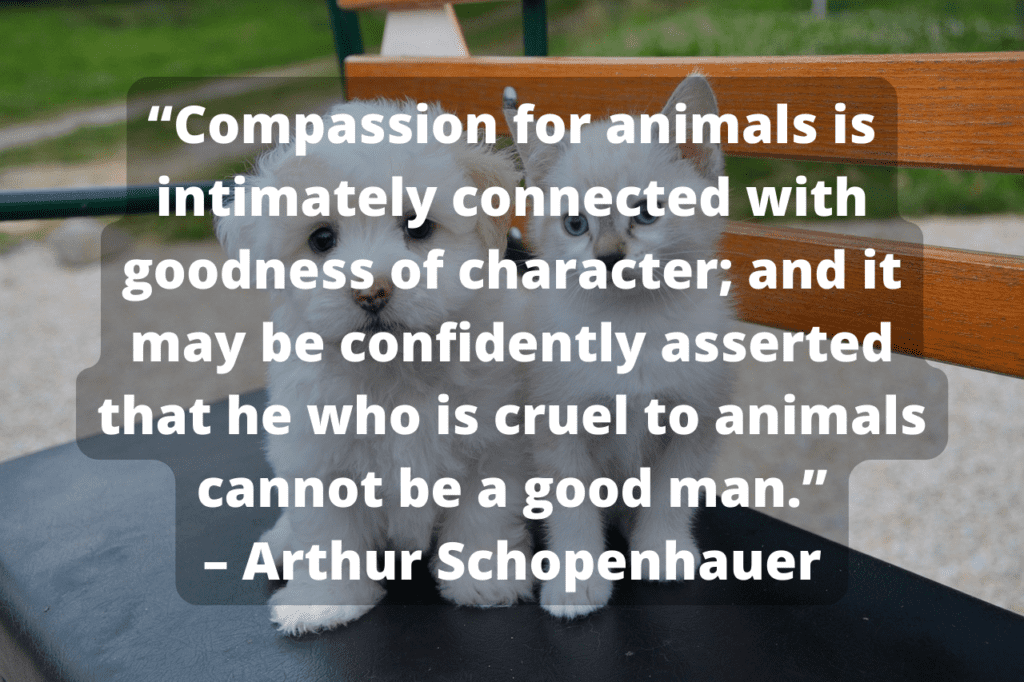 Arthur Shopenhauer quote with a puppy and kitty in the background