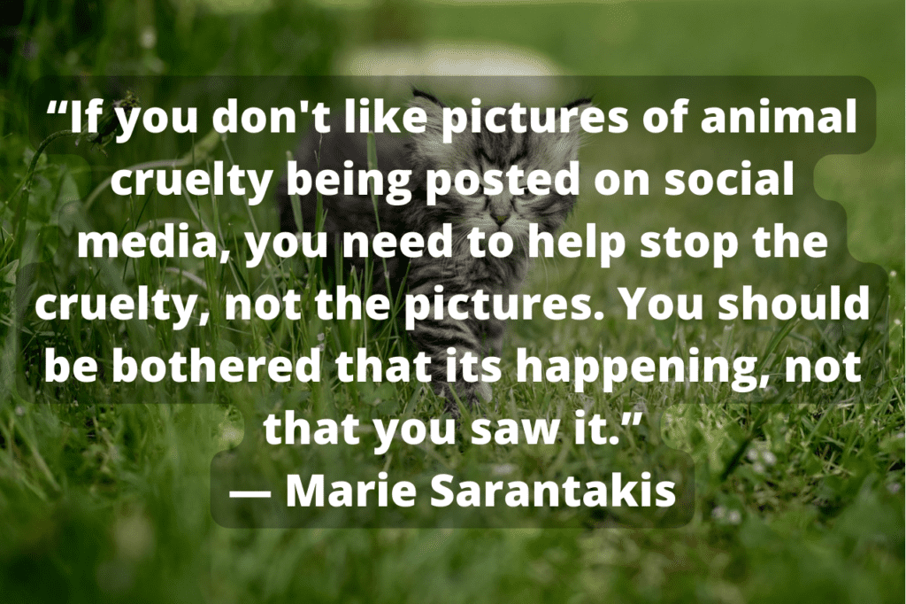 Marie Sarantakis quote with kitten in bacground
