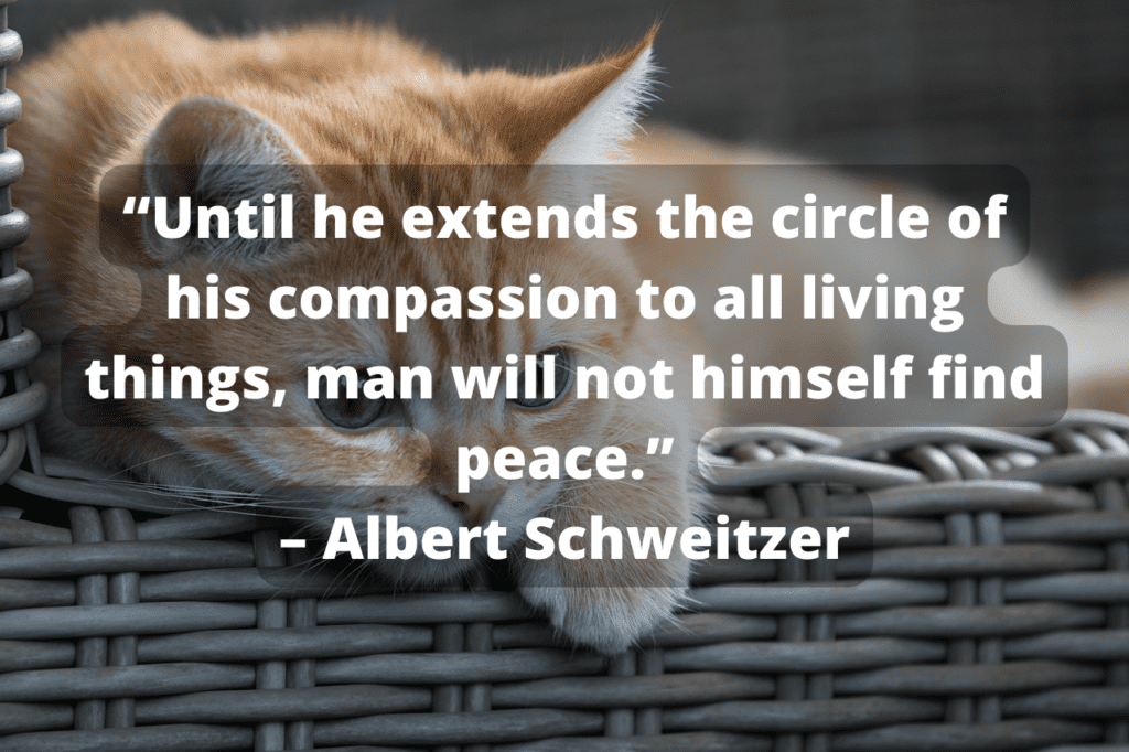 Albert Schweitzer quote with kitten in background