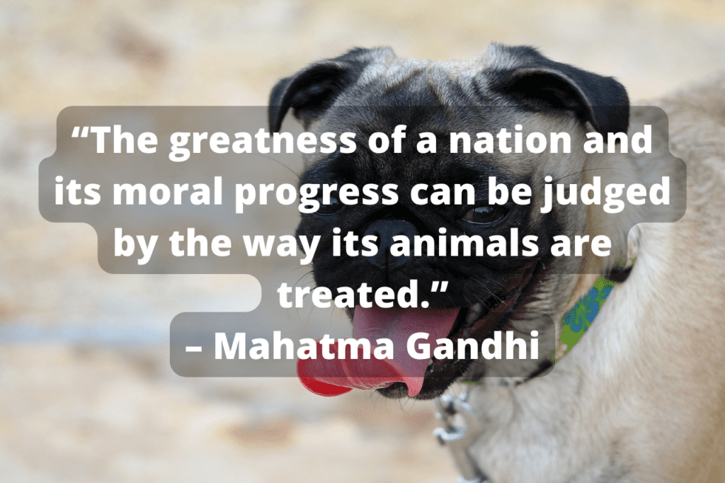 Pug and Gandhi quote