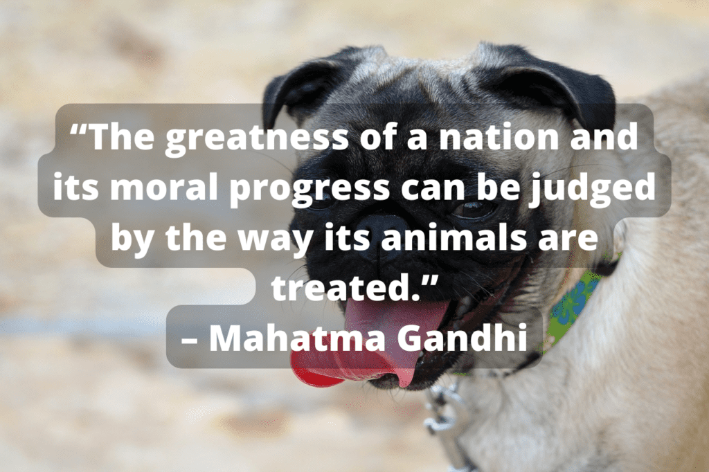 gandhi quotes animals