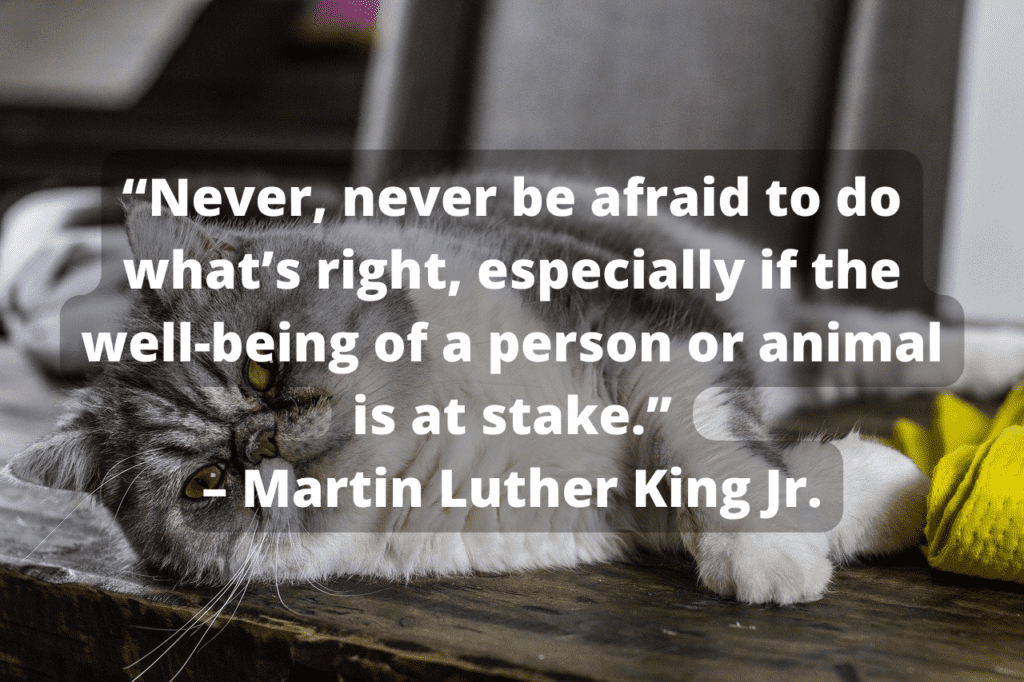 Kitten laying down and MLK Jr. quote