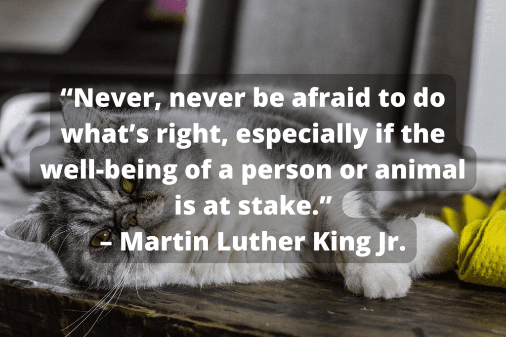 animal cruelty quotes sayings