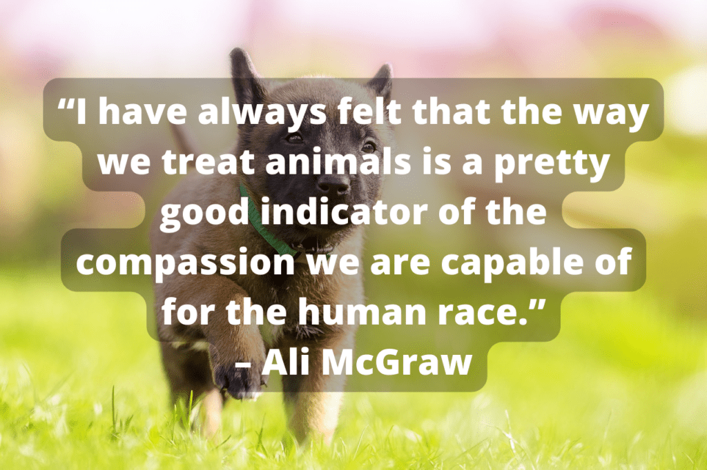 Puppy running with Ali McGraw quote