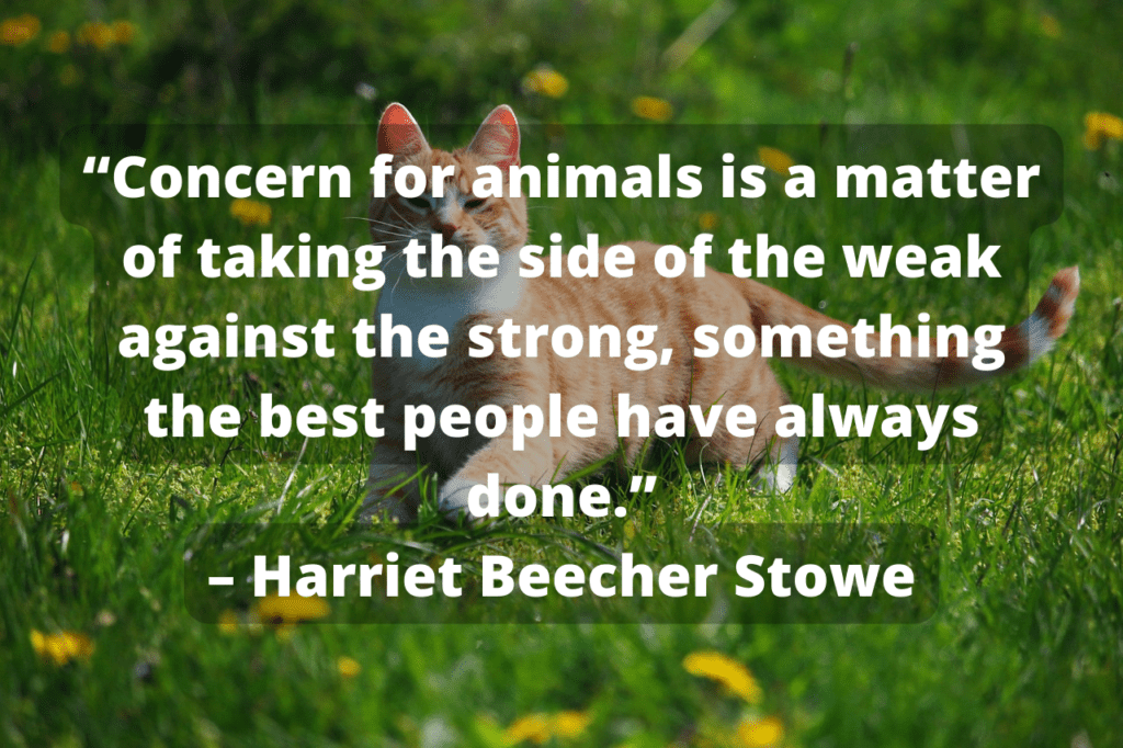 Kitten in field with Harriet Beecher Stowe quote