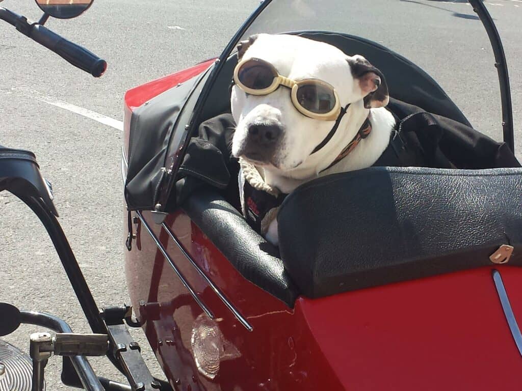 Dog in motorcycle side car