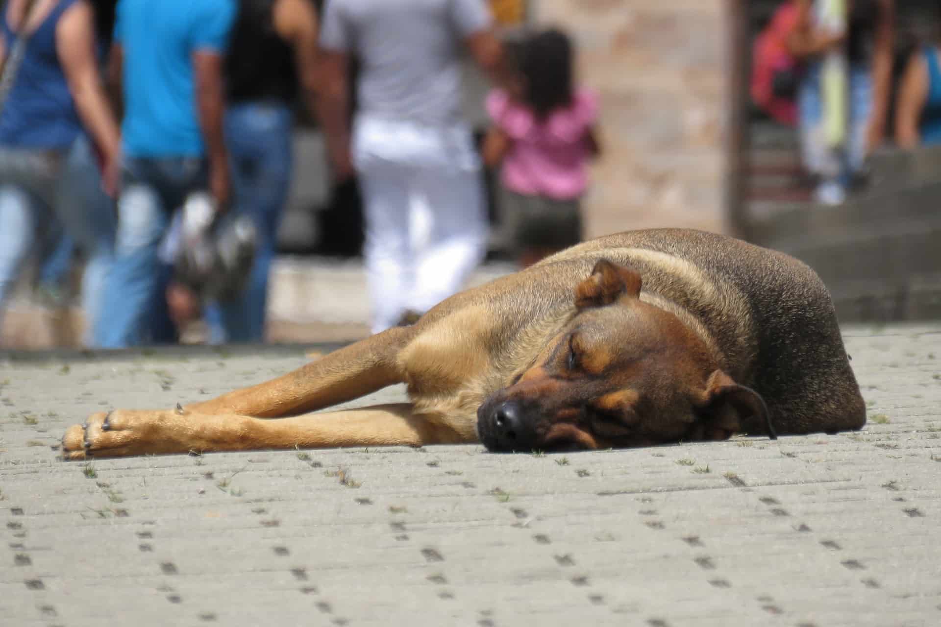 how many dogs die a year from abuse