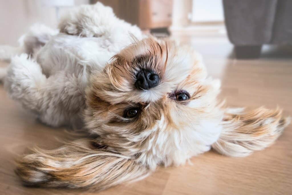 Dog laying upside down on wood floor