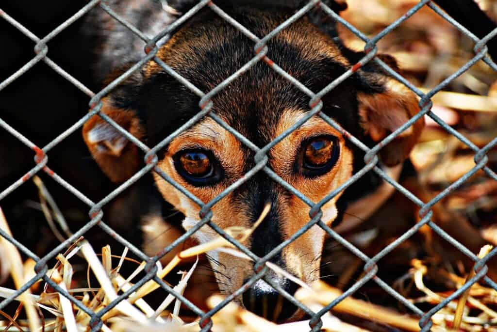 do animal shelters kill dogs