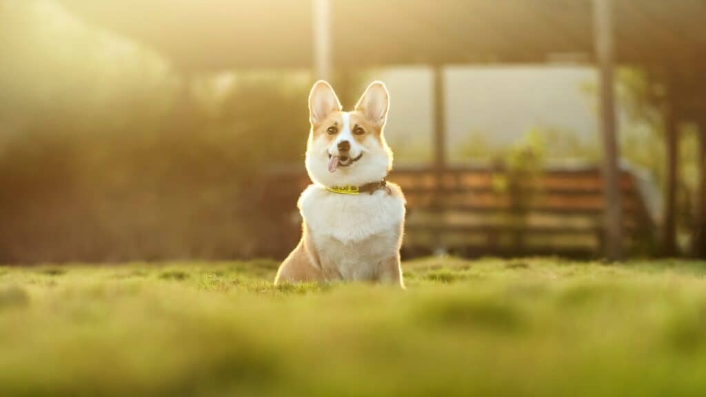 Happy dog outside in front lawn. 