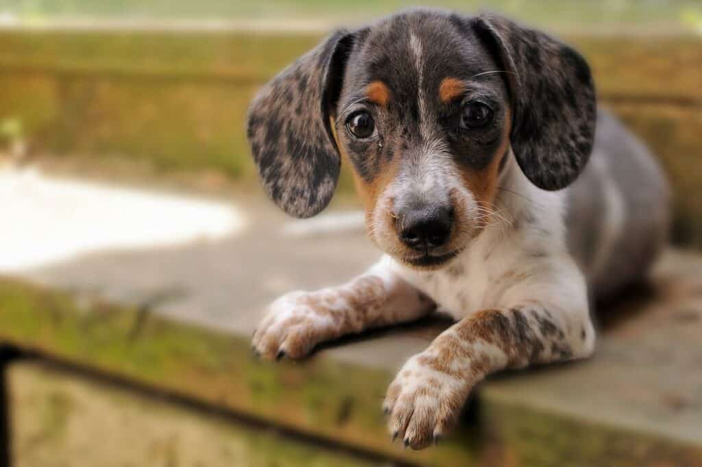 Dog sitting on step