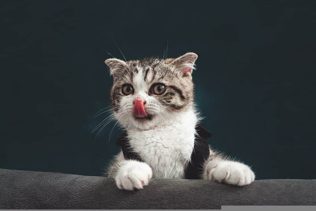 Kitten with tongue out