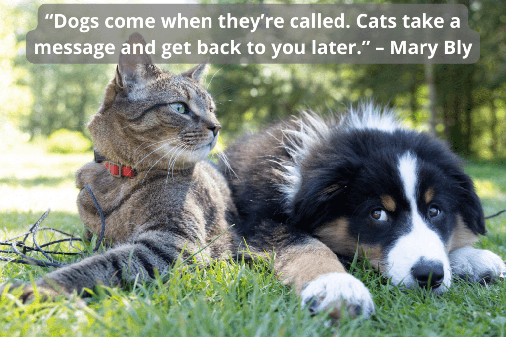 Cat and dog laying outside