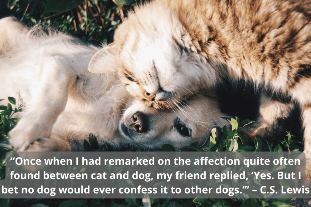 Cat leaning on dog's head outside