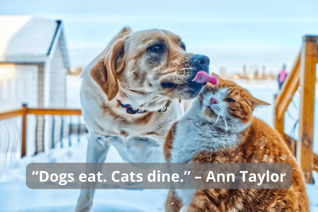 Dog licking cat's head