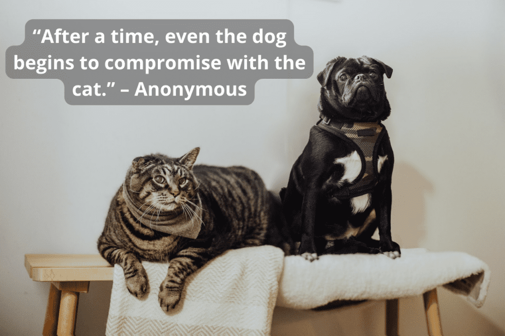 Sitting dog next to laying cat on shelf