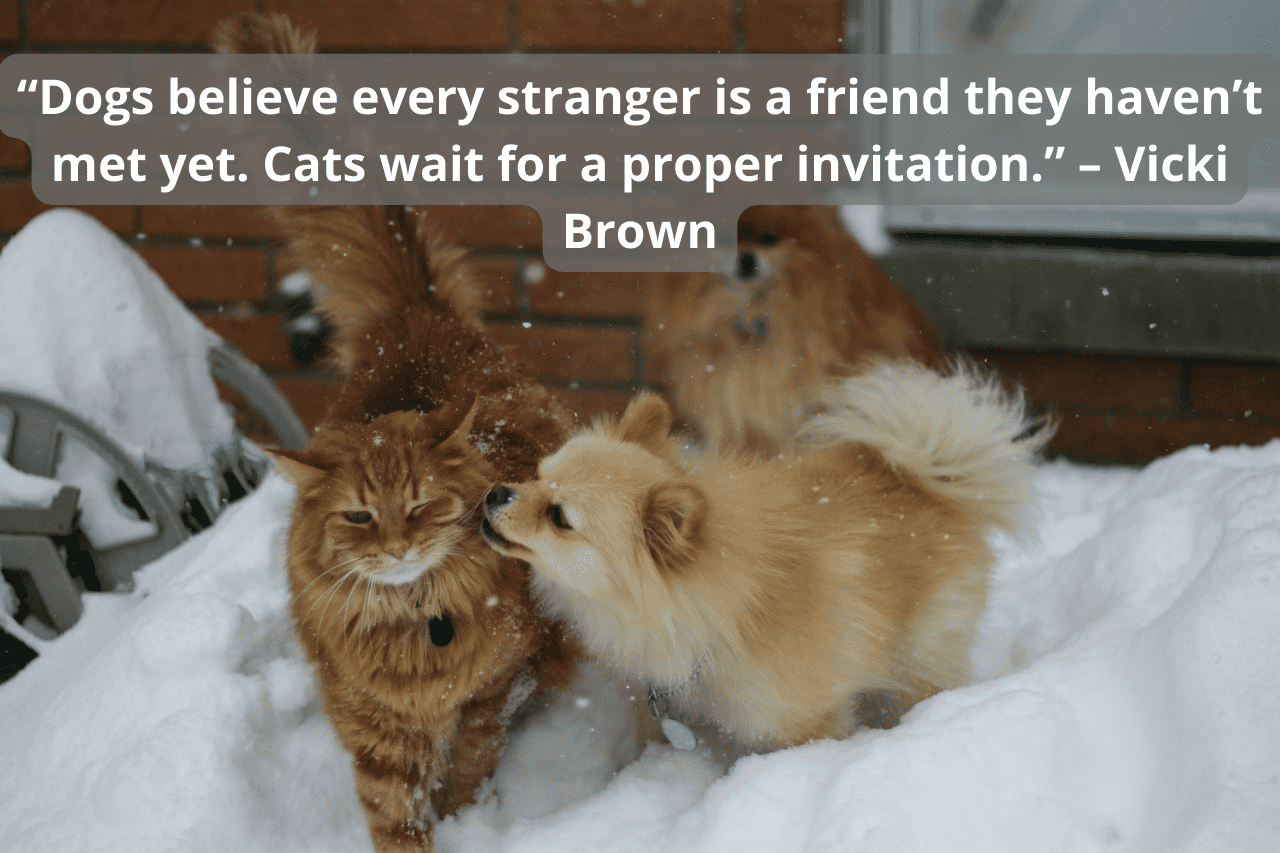 10 Quotes To Sum Up Cat And Dog Friendship Animal Car Donation