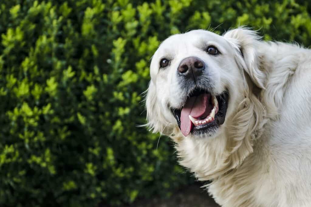 Happy dog smiling outside