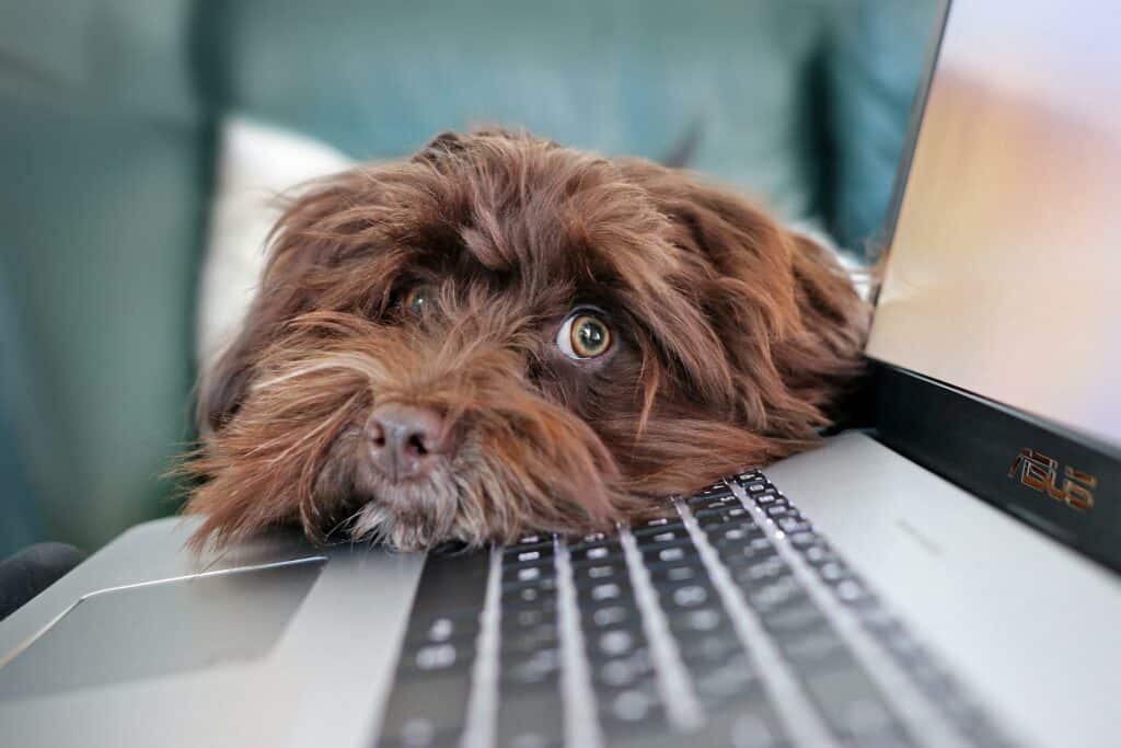 dog resting face on computer
