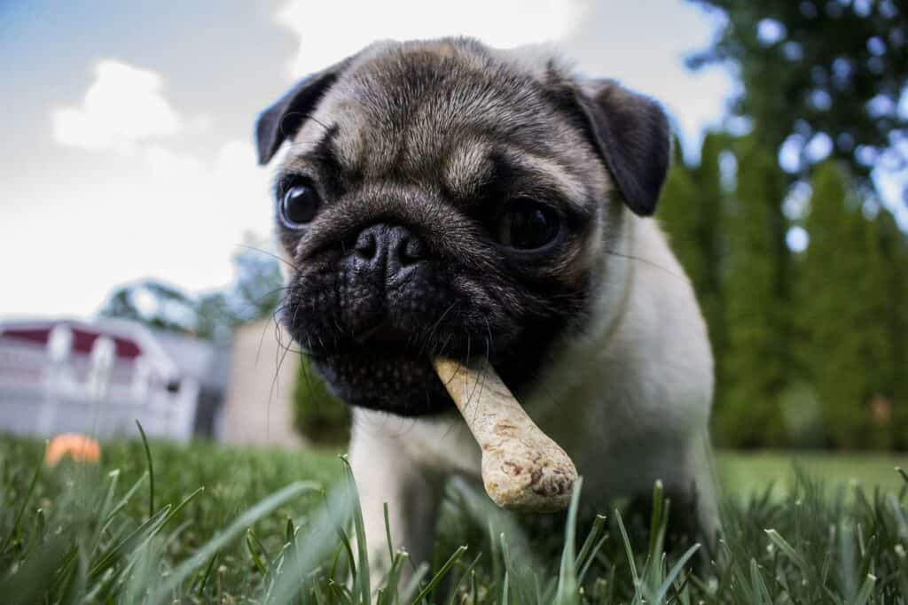 Puppy pug with bone in mouth
