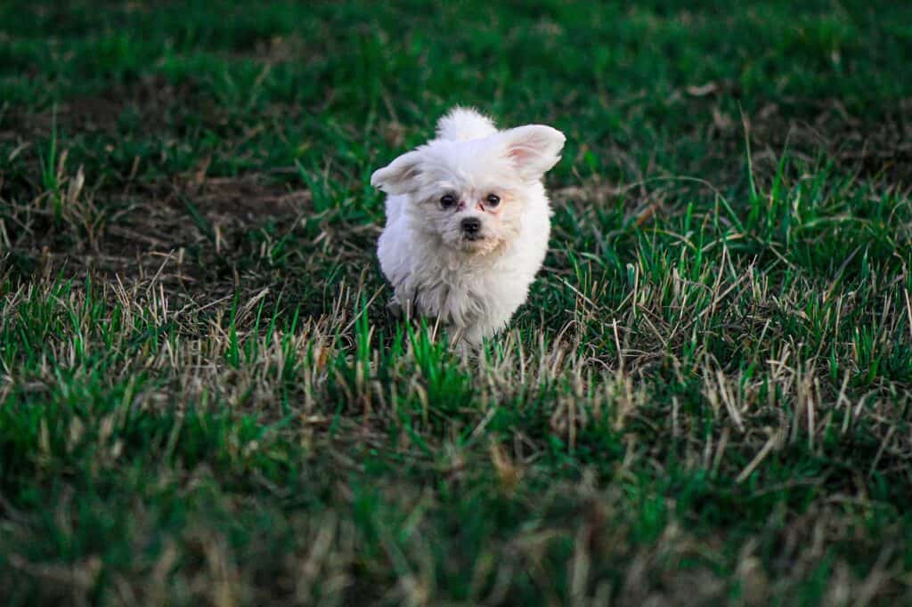 Little white dog running on grass