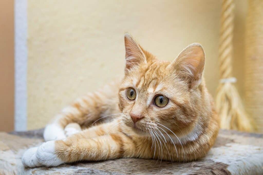 orange cat laying down outside