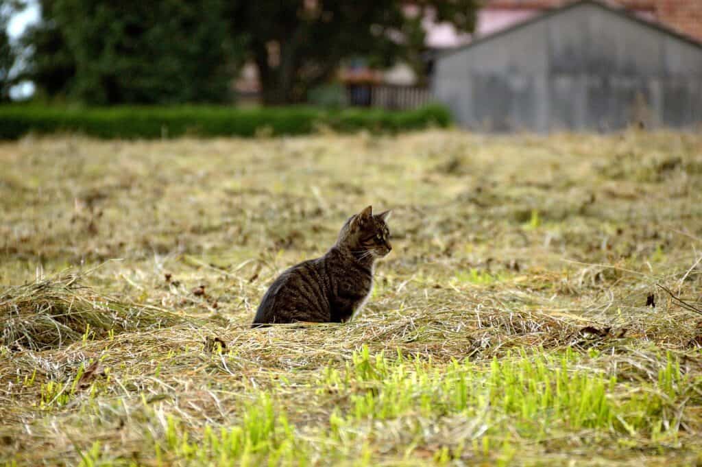 Cat outside in farm field