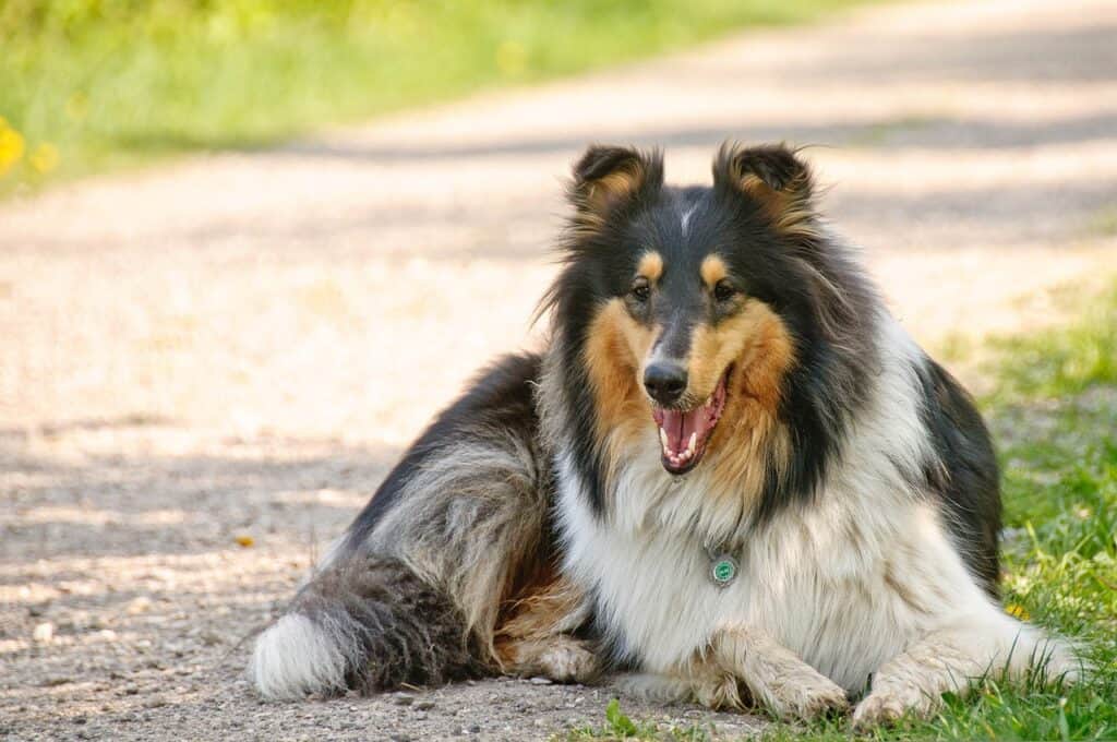 Collie dog sitting outside